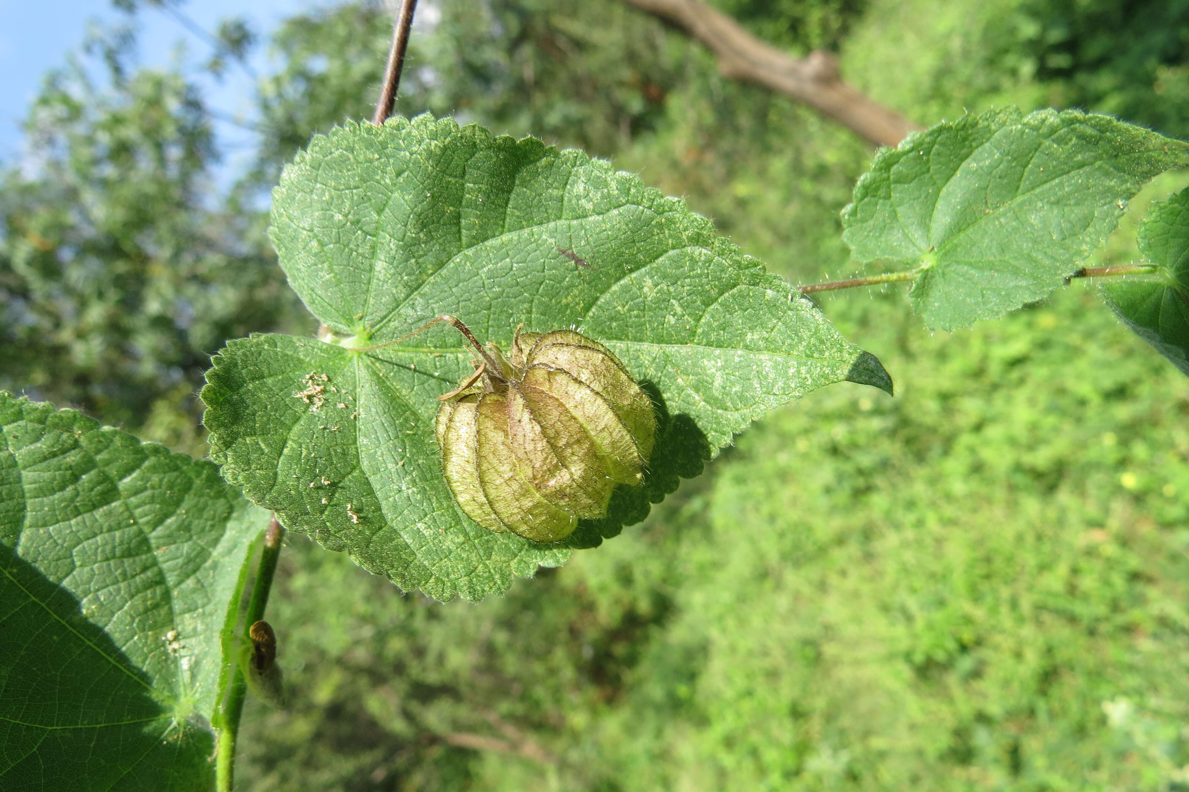 Imagem de Herissantia crispa (L.) Briz.