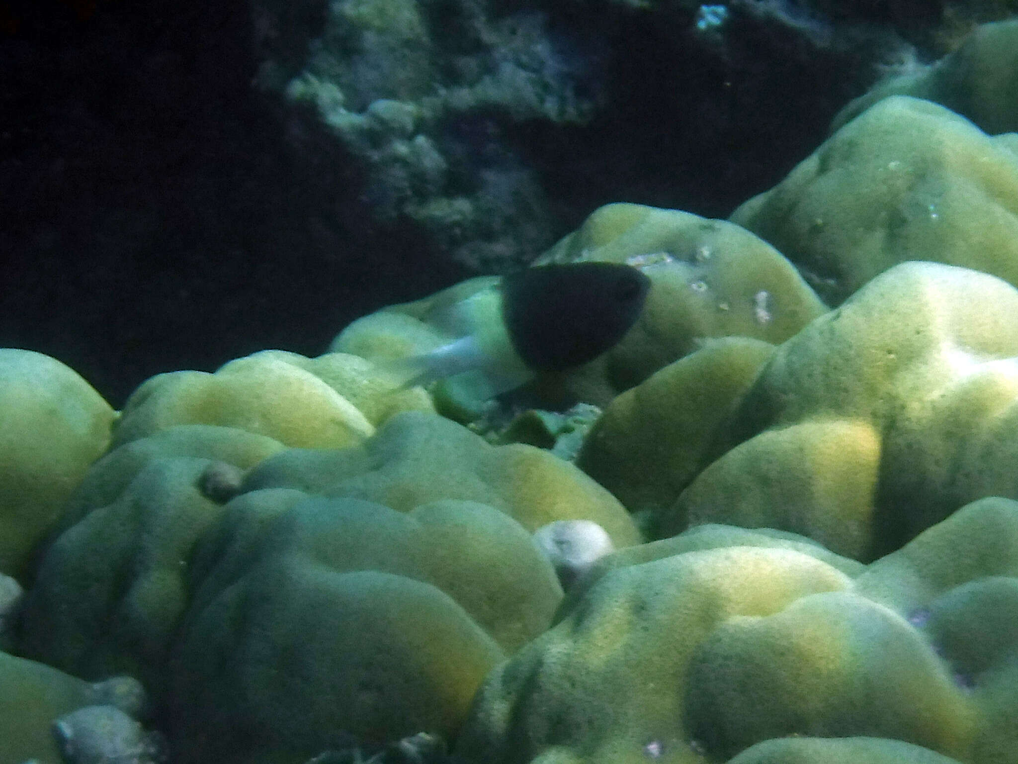 Image of Two-tone Chromis