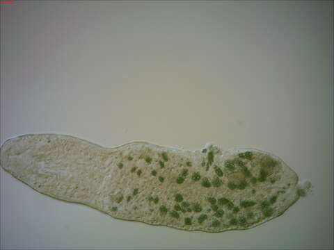 Image of Stenostomidae