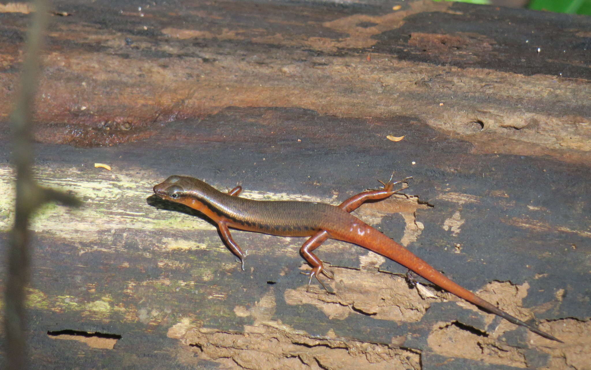 Plancia ëd Scincella rufocaudata (Darevsky & Nguyen Van Sang 1983)