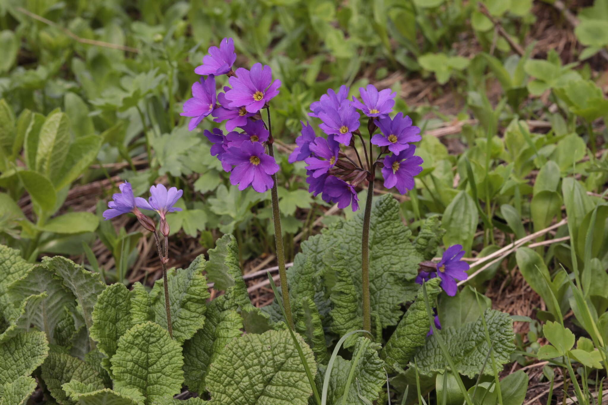 Image of Primula amoena M. Bieb.