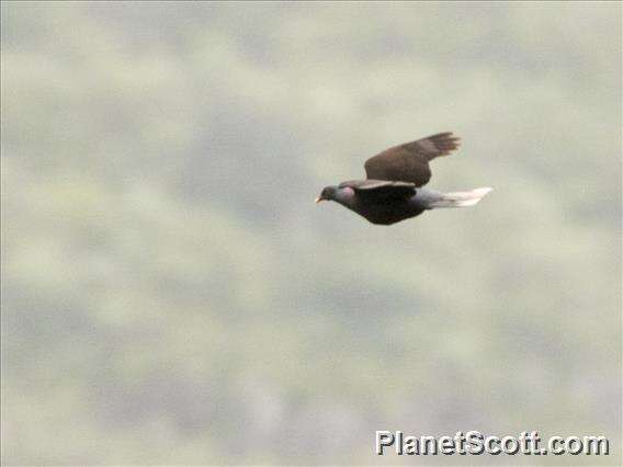 Image de Pigeon des lauriers