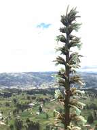 Image of Puya navarroana Manzan. & W. Till