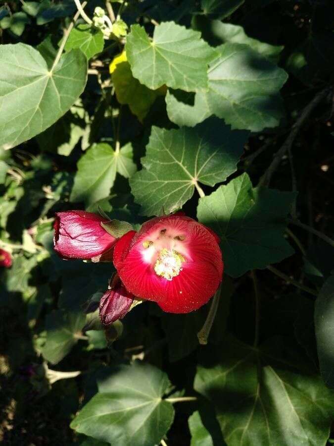 Image de Phymosia umbellata (Cav.) Kearney