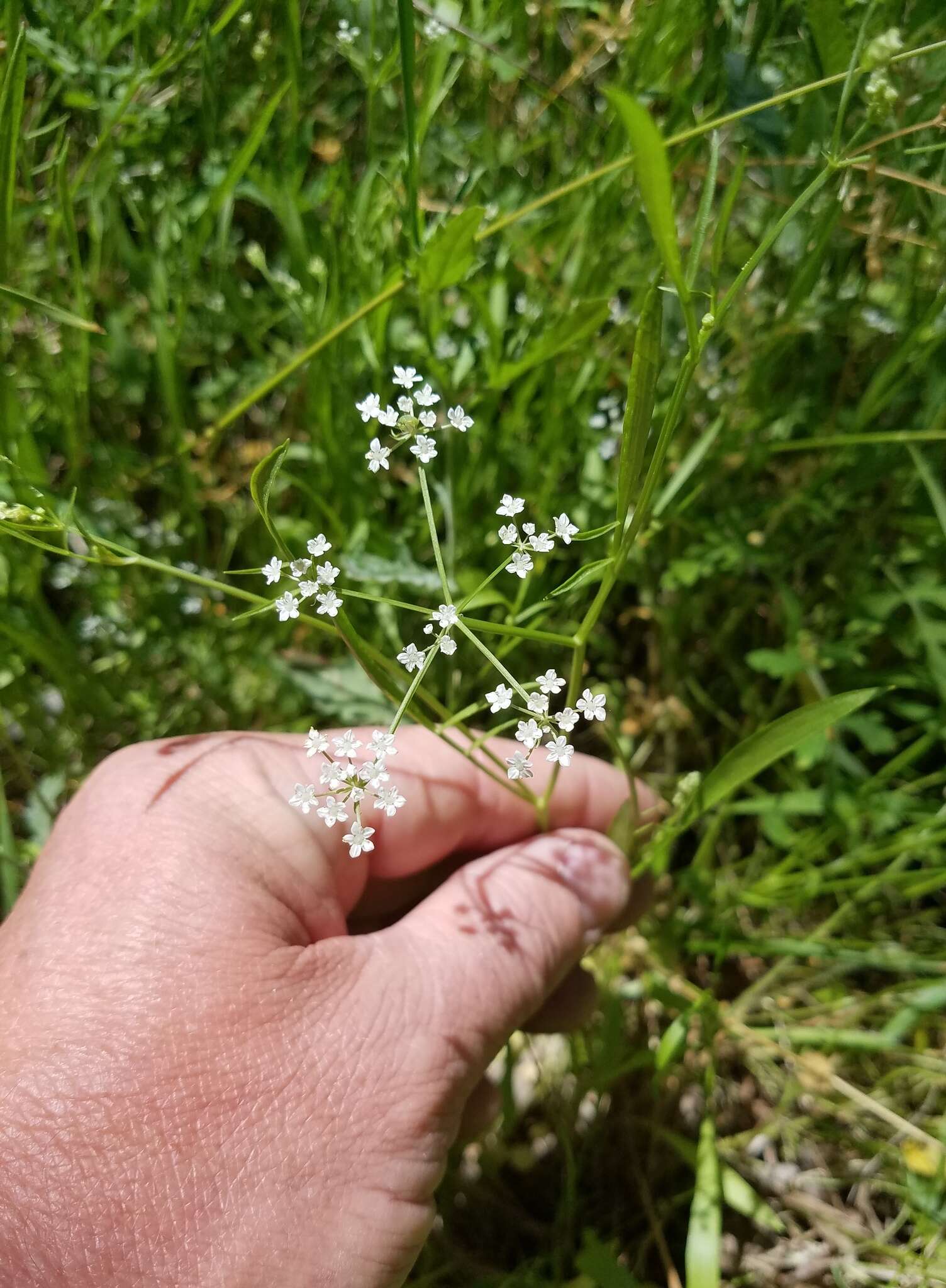 Image of Tansy Dogshade