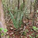 Image of Umbeluzi Cycad