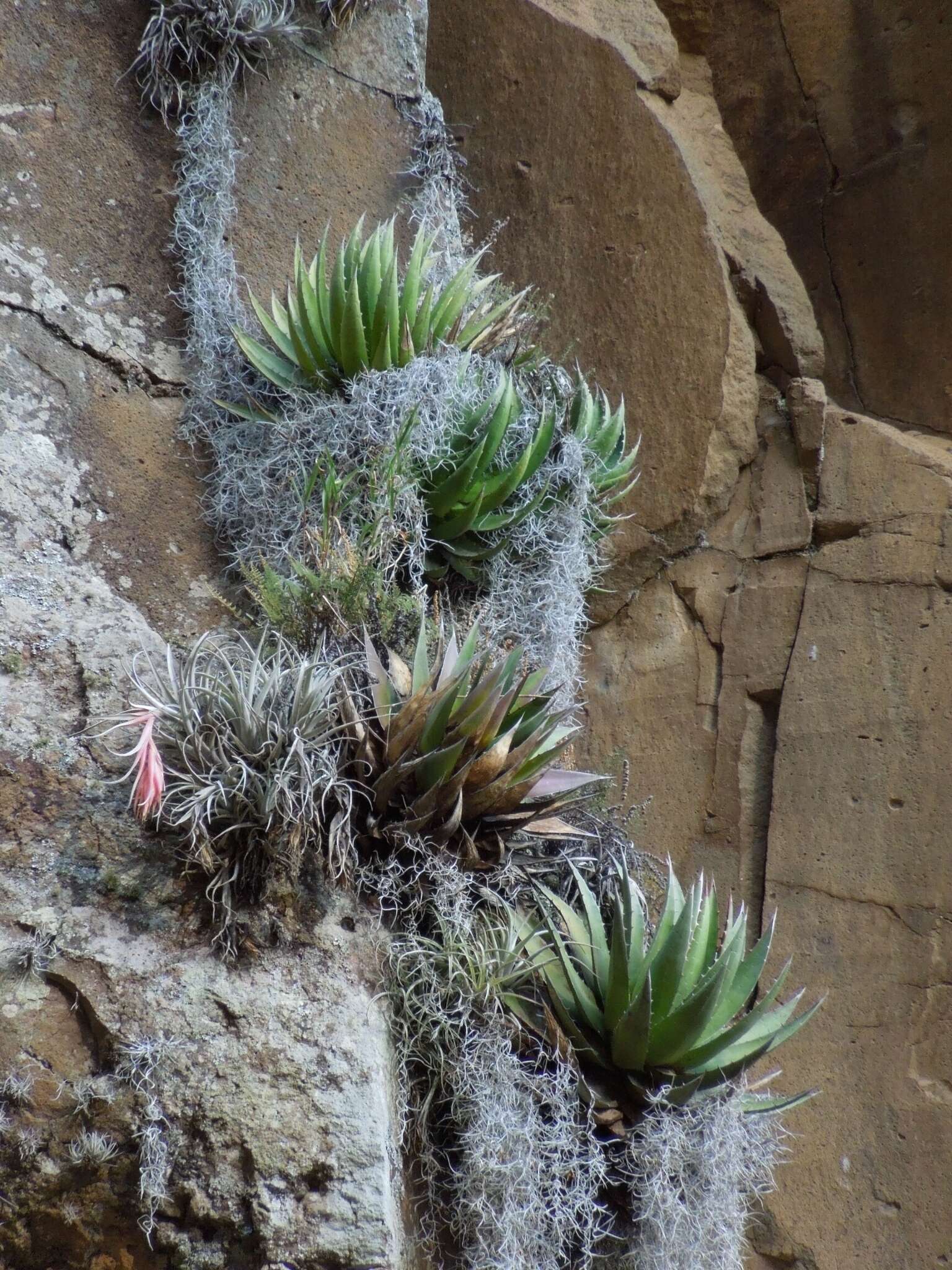 Слика од Agave kerchovei Lem.