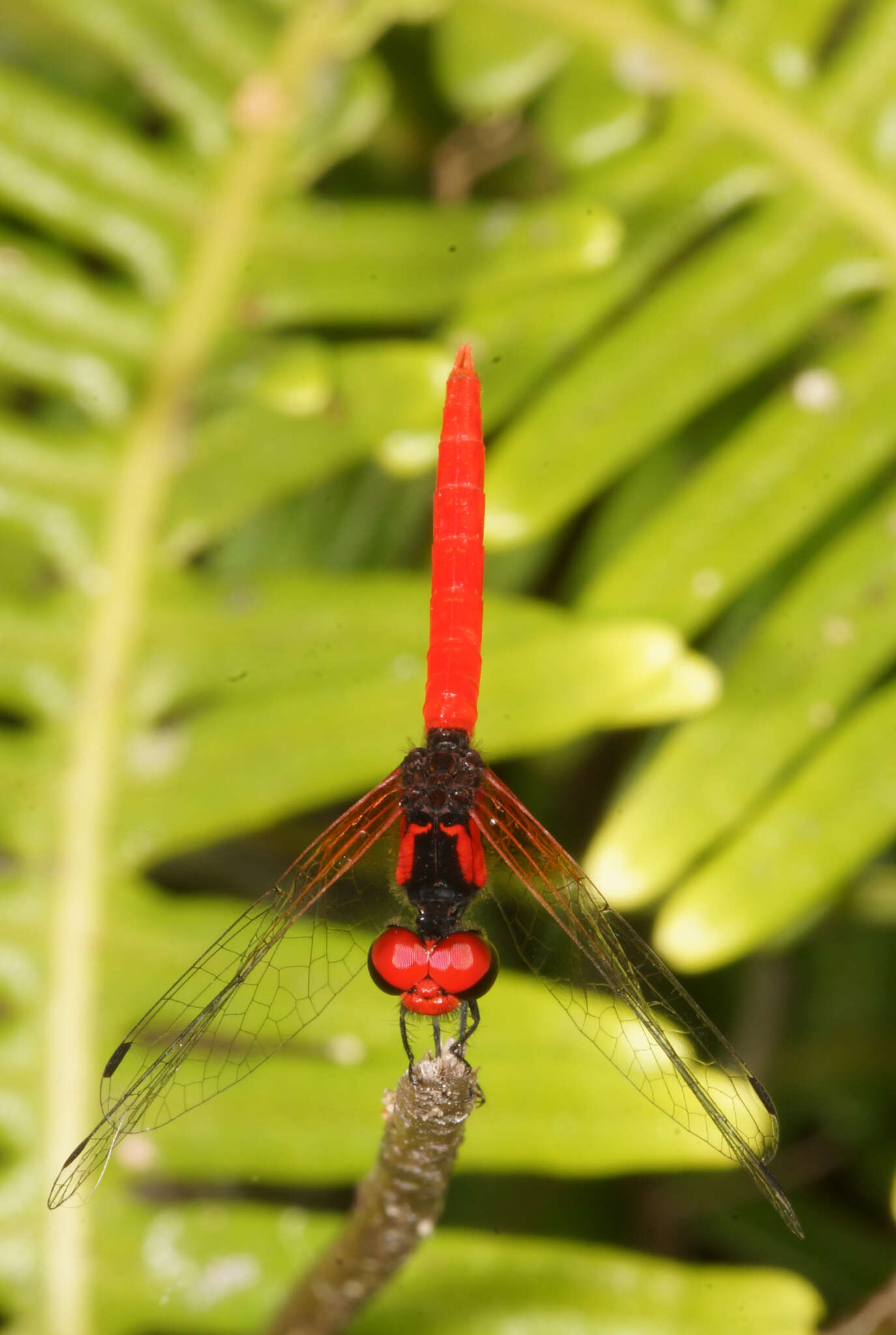 Image de Nannophya pygmaea Rambur 1842