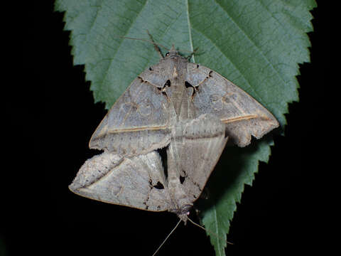 Image of Black Bit Moth