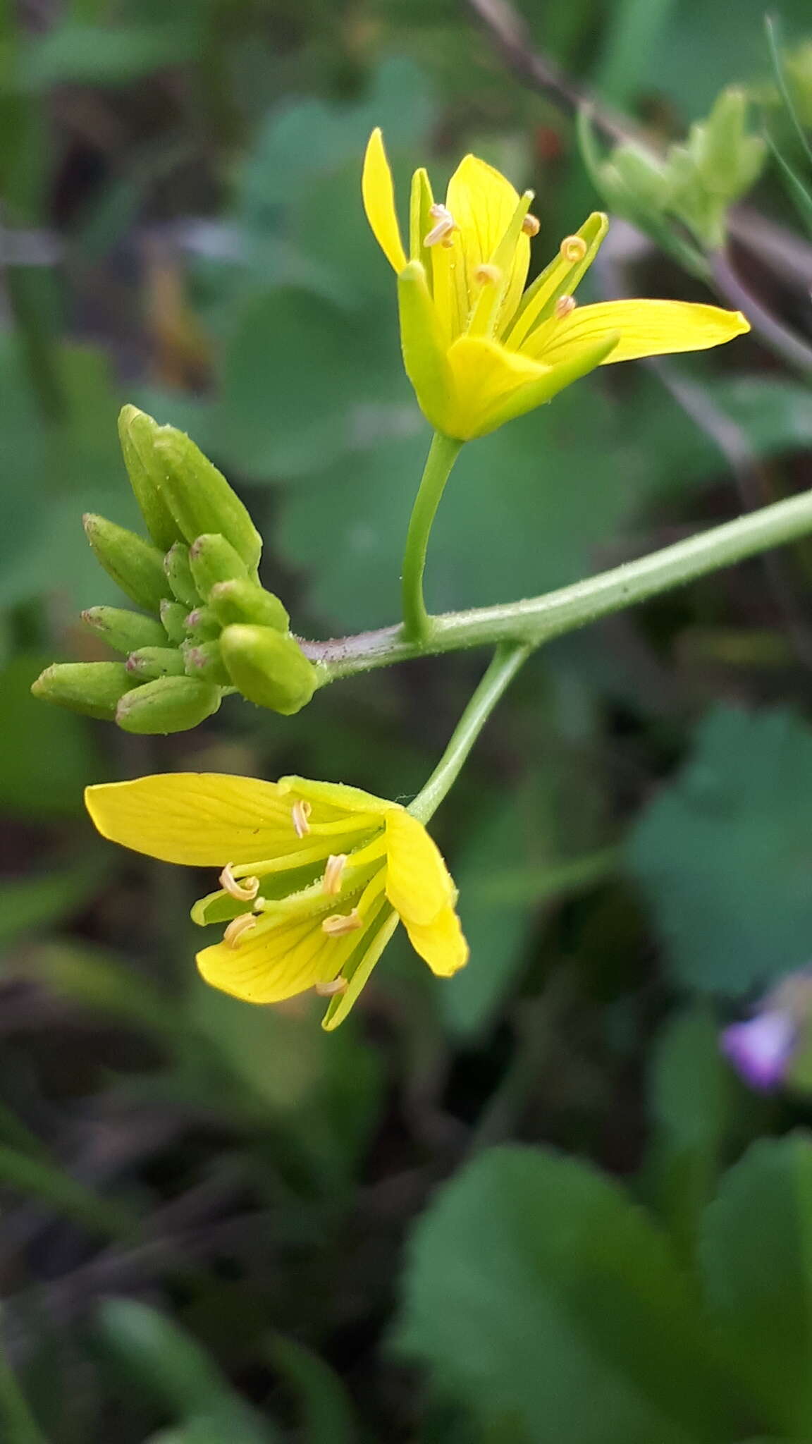 Image de Sisymbrella aspera (L.) Spach