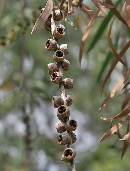 صورة Callistemon viminalis (Sol. ex Gaertn.) G. Don