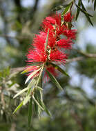 صورة Callistemon viminalis (Sol. ex Gaertn.) G. Don