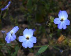 Image of Jamaican forget-me-not