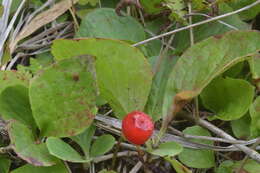 صورة Vaccinium praestans Lamb.