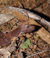 Image of Small Gnat-orchid