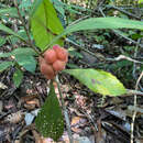 Image of Doliocarpus dentatus (Aublet) Standl.