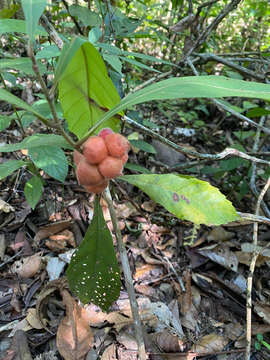 Image of Doliocarpus dentatus (Aublet) Standl.