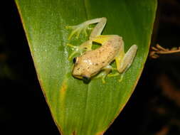 Image of Betsileo Reed Frog