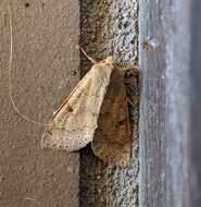 Imagem de Orthosia arthrolita Harvey 1874