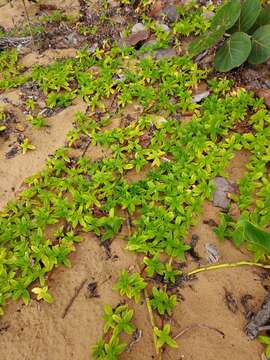 Image of Seaside Buttonweed