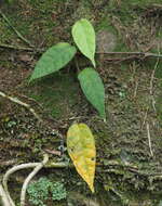 Image of Ficus sarmentosa Buch. ex J. E. Smith