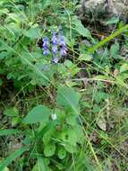 Image of hairy skullcap