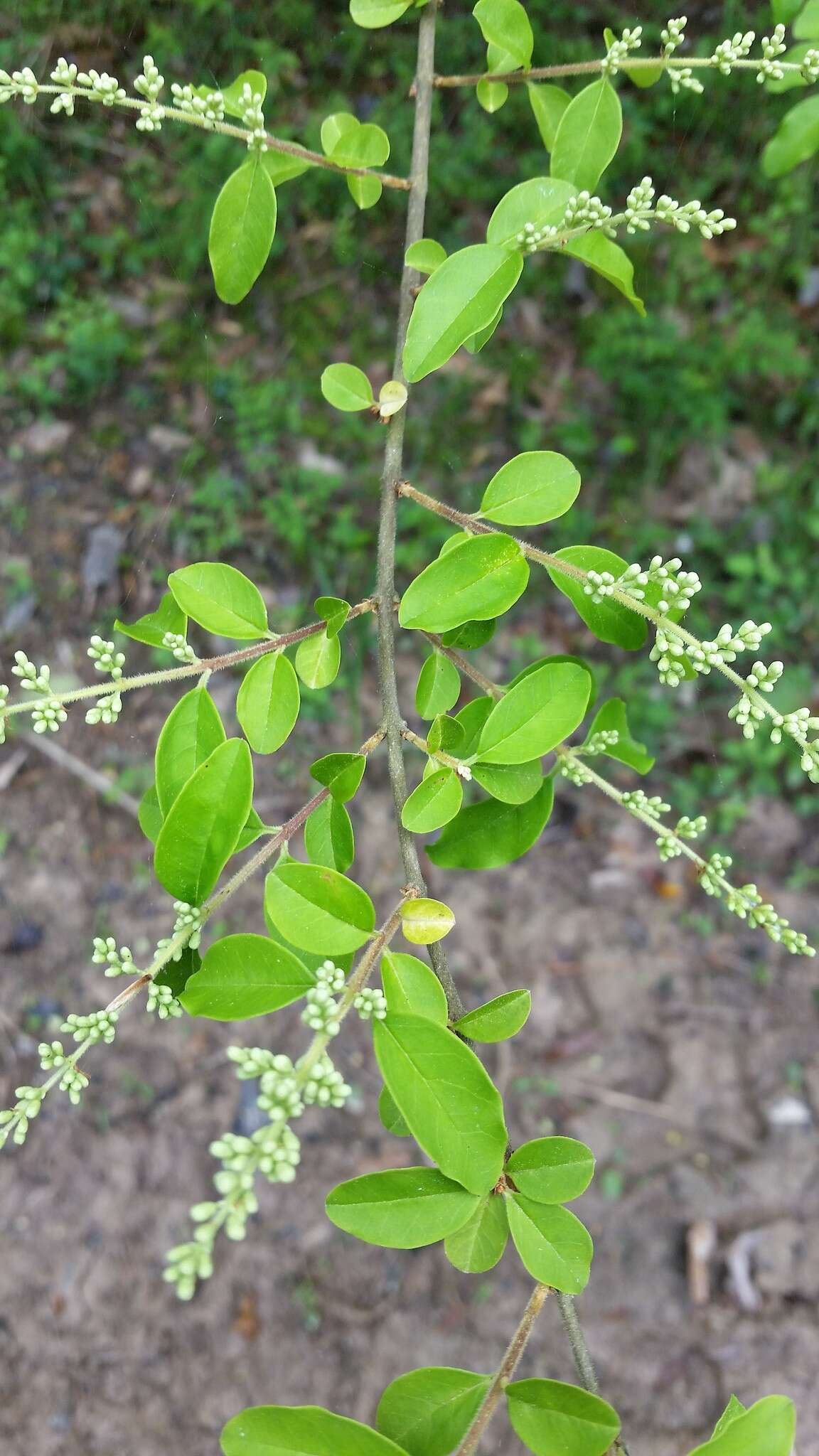 Image of Chinese privet