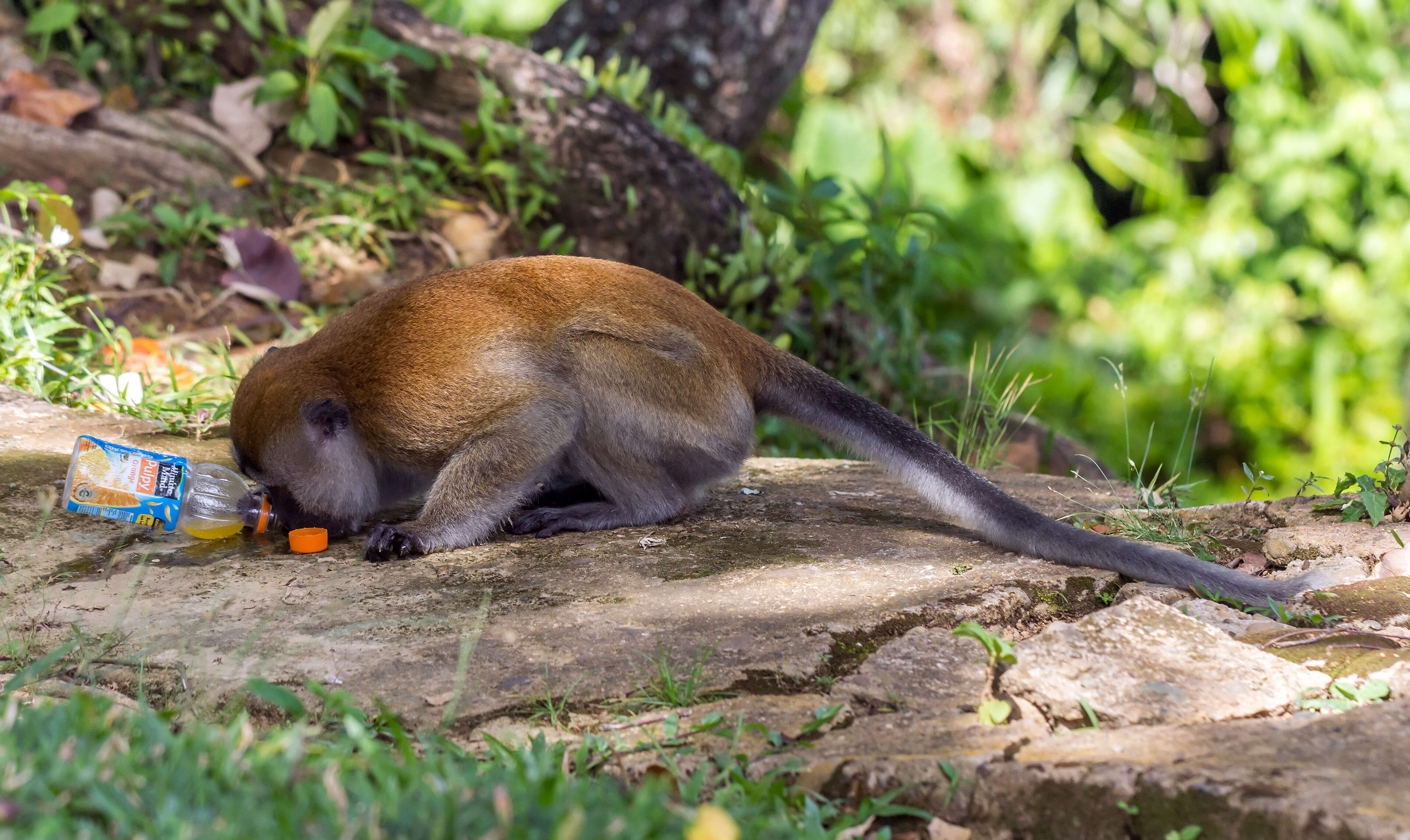 Image of Long-tailed Macaque