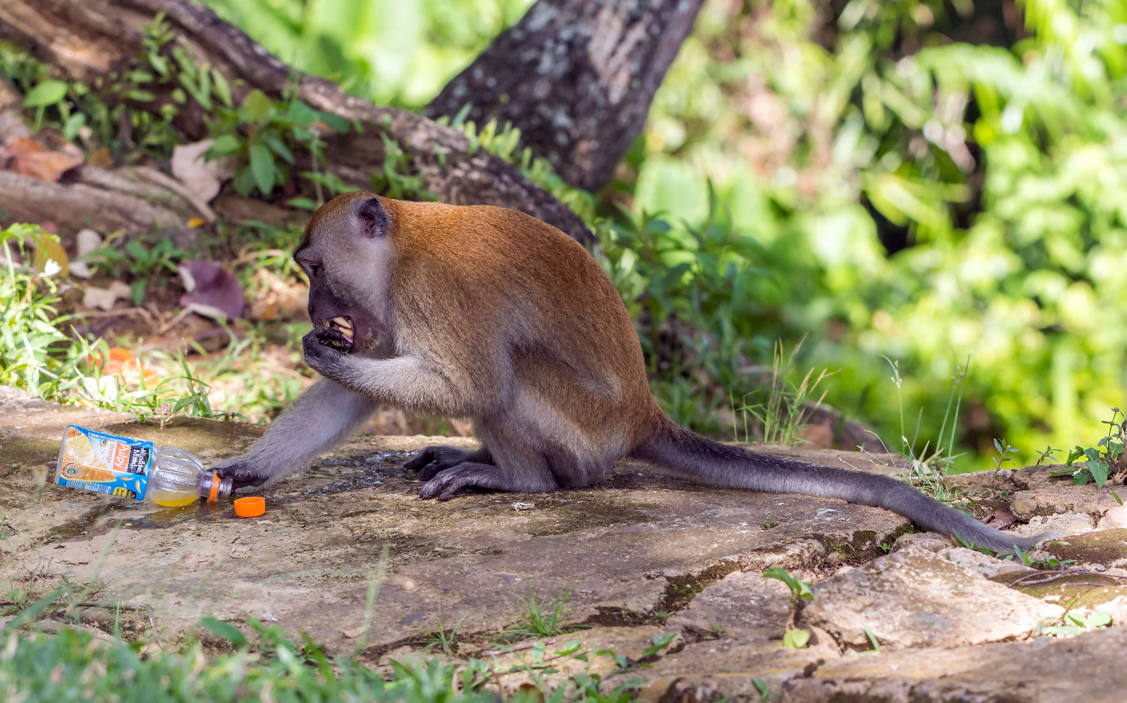 Image of Long-tailed Macaque