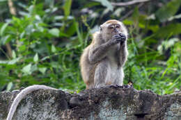 Image of Long-tailed Macaque