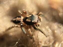 Image of Habronattus pyrrithrix (Chamberlin 1924)