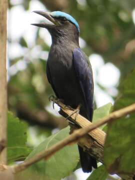 Image of Purple-winged Roller