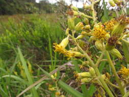 Plancia ëd Senecio westermanii Dusen