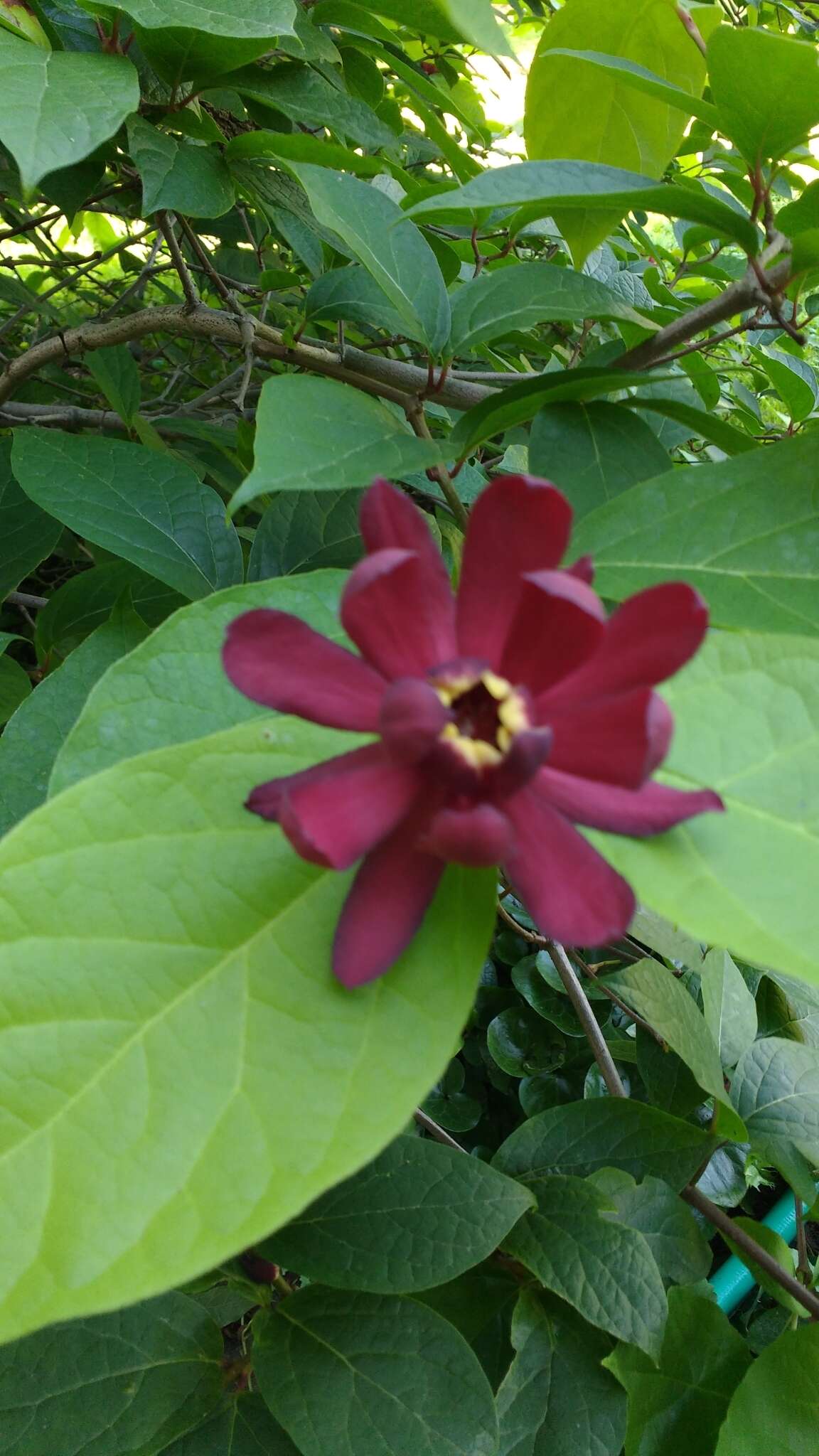 Image de Calycanthus × raulstonii (F. T. Lass. & Fantz) F. T. Lass. & Fantz ex Bernd Schulz