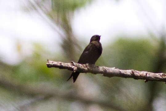 Image of Cameroon Mountain Saw-wing