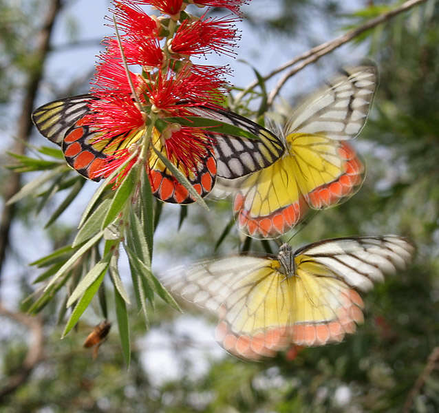 صورة Callistemon viminalis (Sol. ex Gaertn.) G. Don