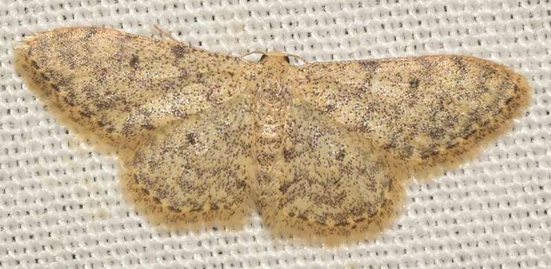 Image of Idaea urcitana Agenjo 1952