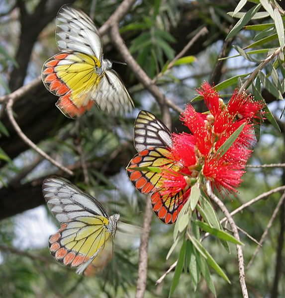 صورة Callistemon viminalis (Sol. ex Gaertn.) G. Don