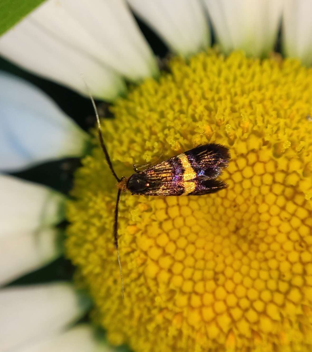 Image of Small Barred Long-horn