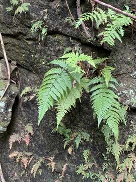 Image of Ctenitis eatonii (Bak.) Ching