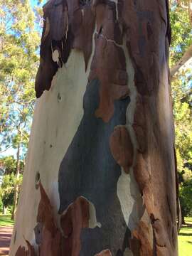 Image of lemonscented gum