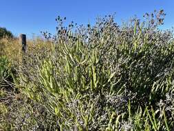 Ruschia suaveolens L. Bol. resmi