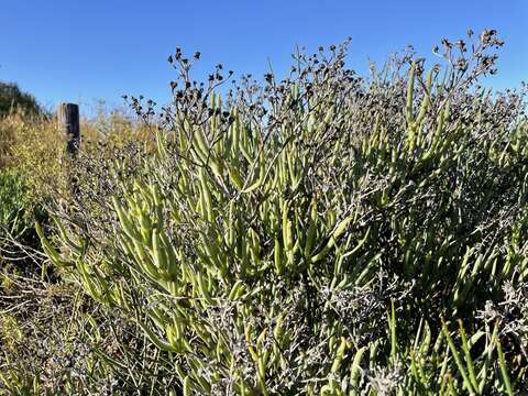 Ruschia suaveolens L. Bol. resmi