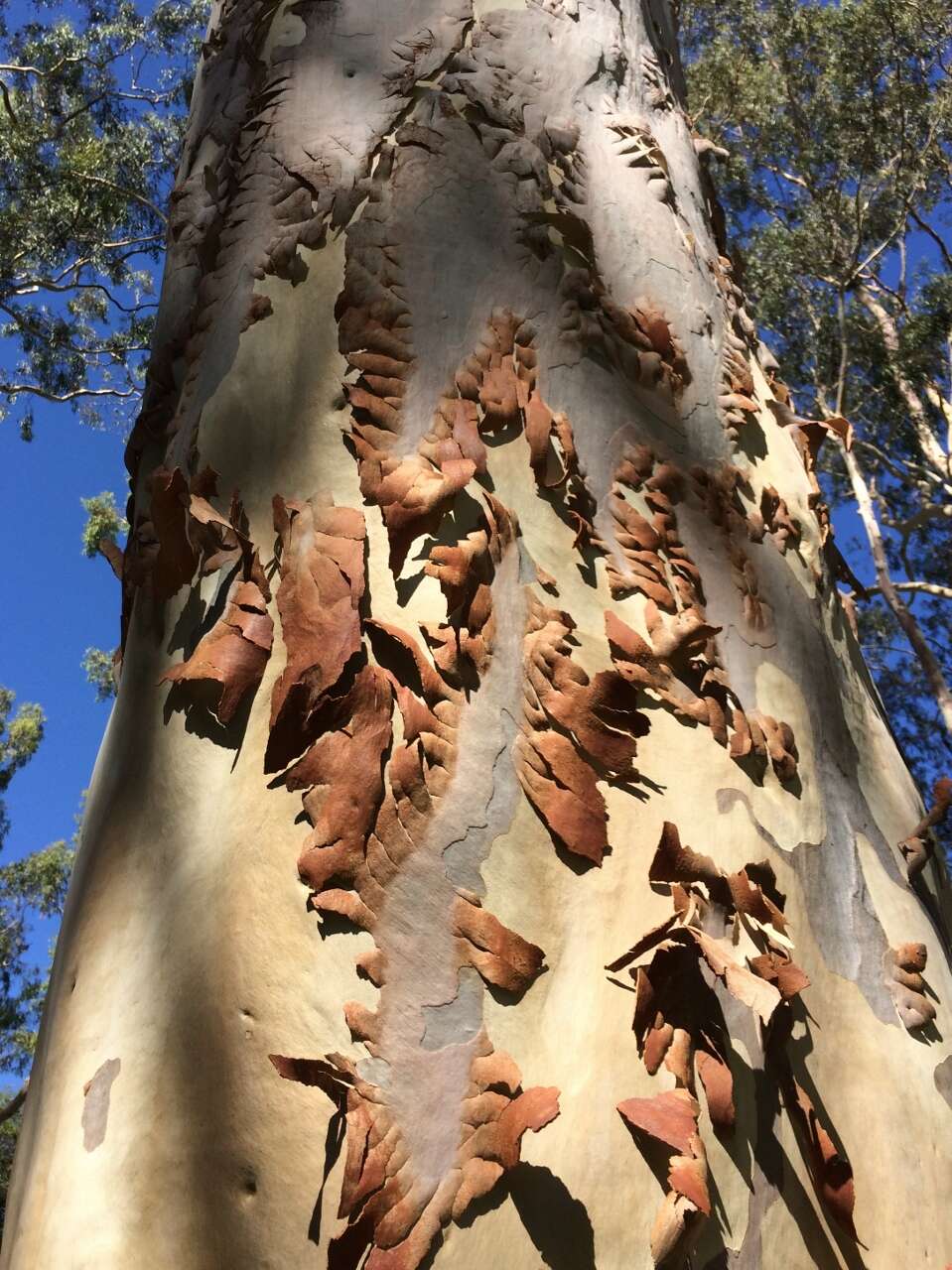 Image of lemonscented gum