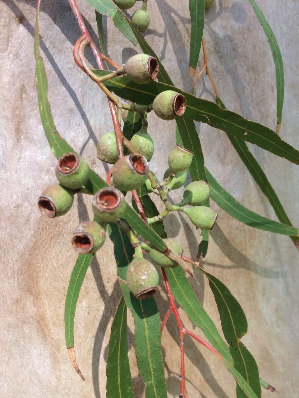 Image of lemonscented gum