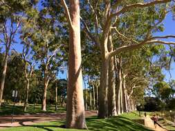 Image of lemonscented gum