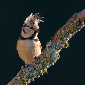 Image of Lophophanes Kaup 1829