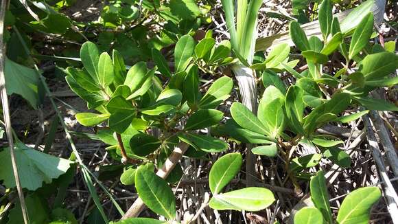 Image of Rhoicissus digitata (L. fil.) Gilg & Brandt