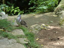 Image of Caribbean Dove