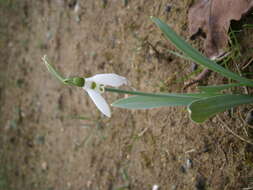 Image of giant snowdrop